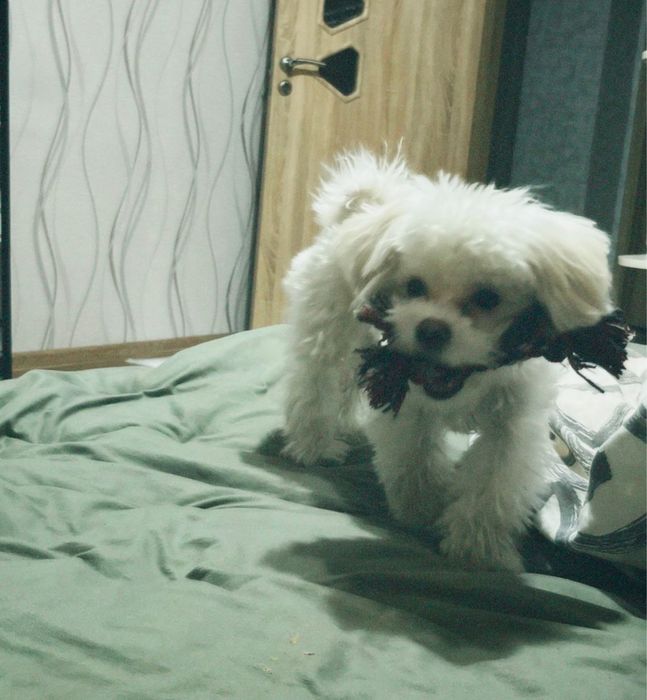 Продам Мальтипу F1