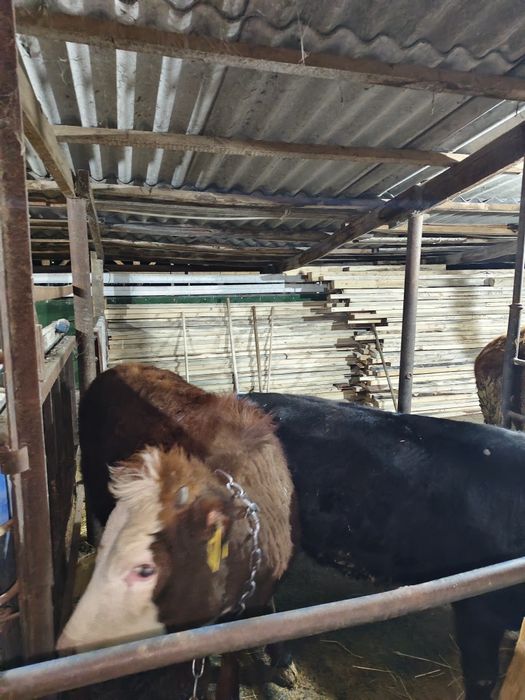 продам откормленных телок