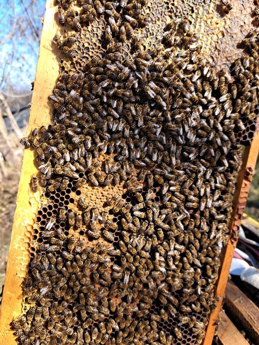 Vând familii de albine