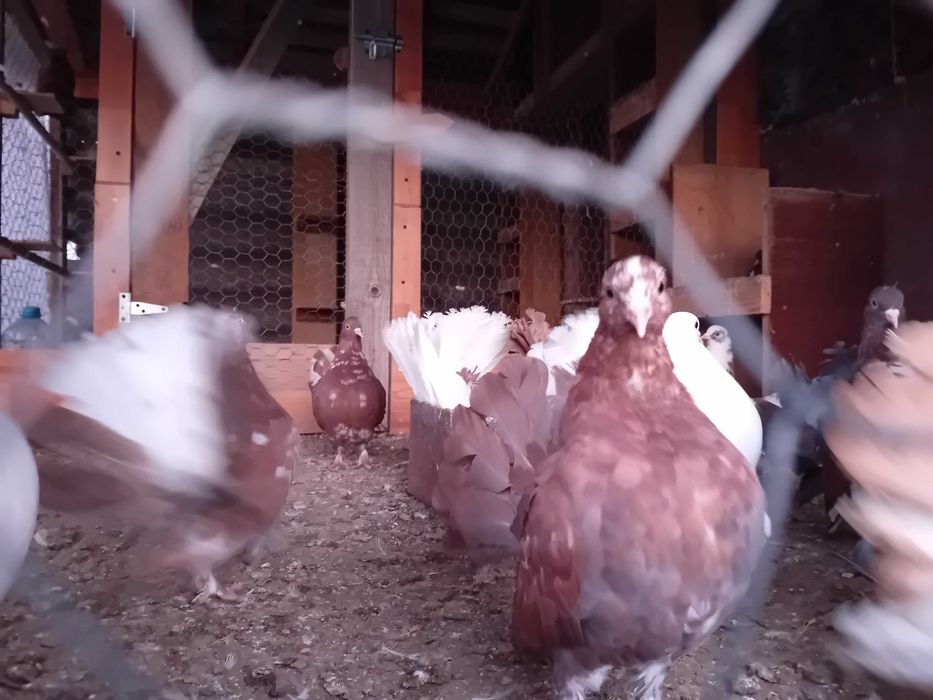 Vand porumbei  curcani voltati