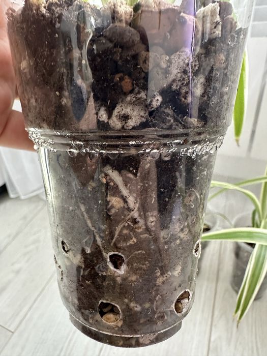 Хлорофитум Variegatum