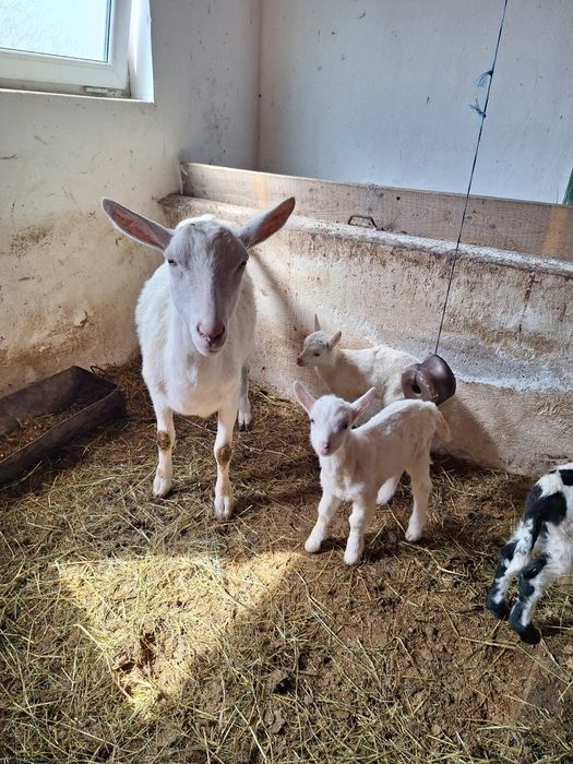 Vând capră Saanen prima fătare