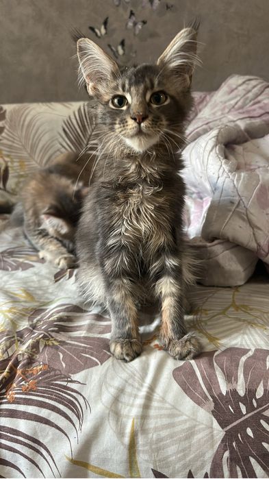 Котята Мейнкуны девочки!