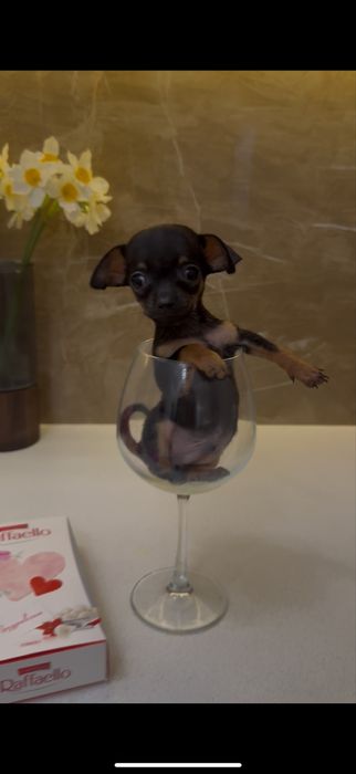 Карманная собачка щенки чихи