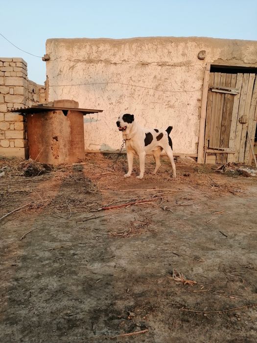 Алабай кучиклар сотилади тоза кон  2 ойлик 1 оґил 1 киз  соґлиги ало