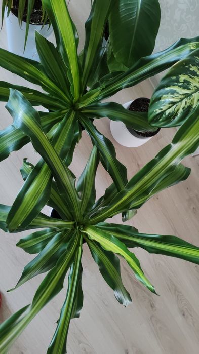 Продам Комнатную цветы Драцена