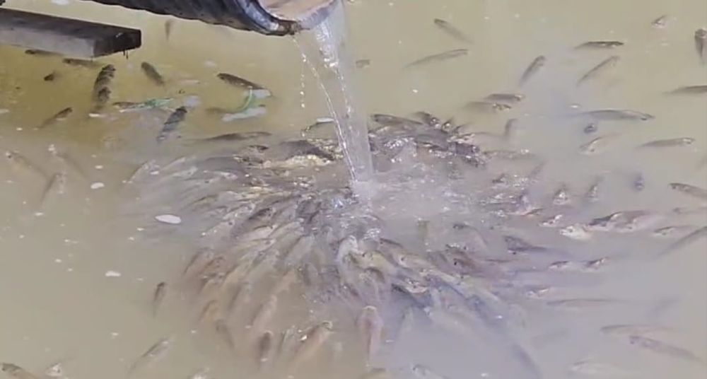 Crap puiet peste crap