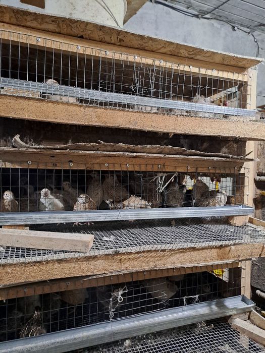 Перепелиные яйца