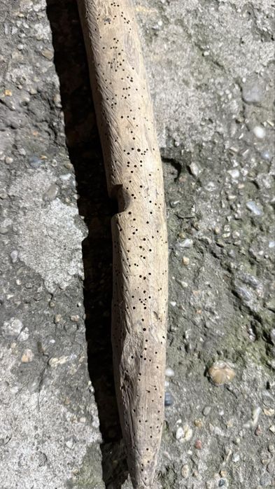 Кобилица автентична