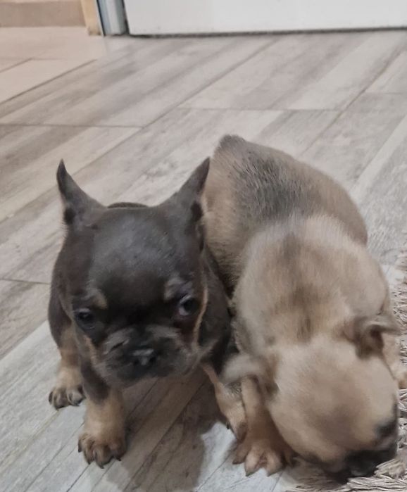 френски булдочета