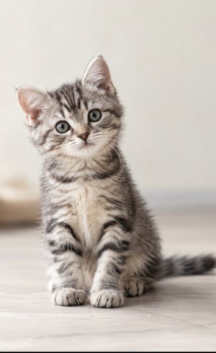 Котенок в добрые руки