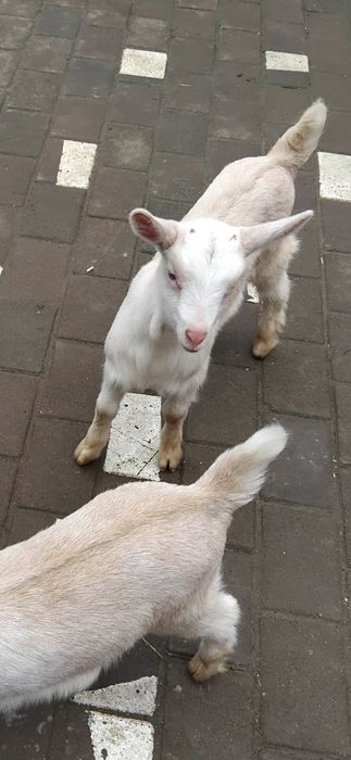 Doua ieduțe si un ied