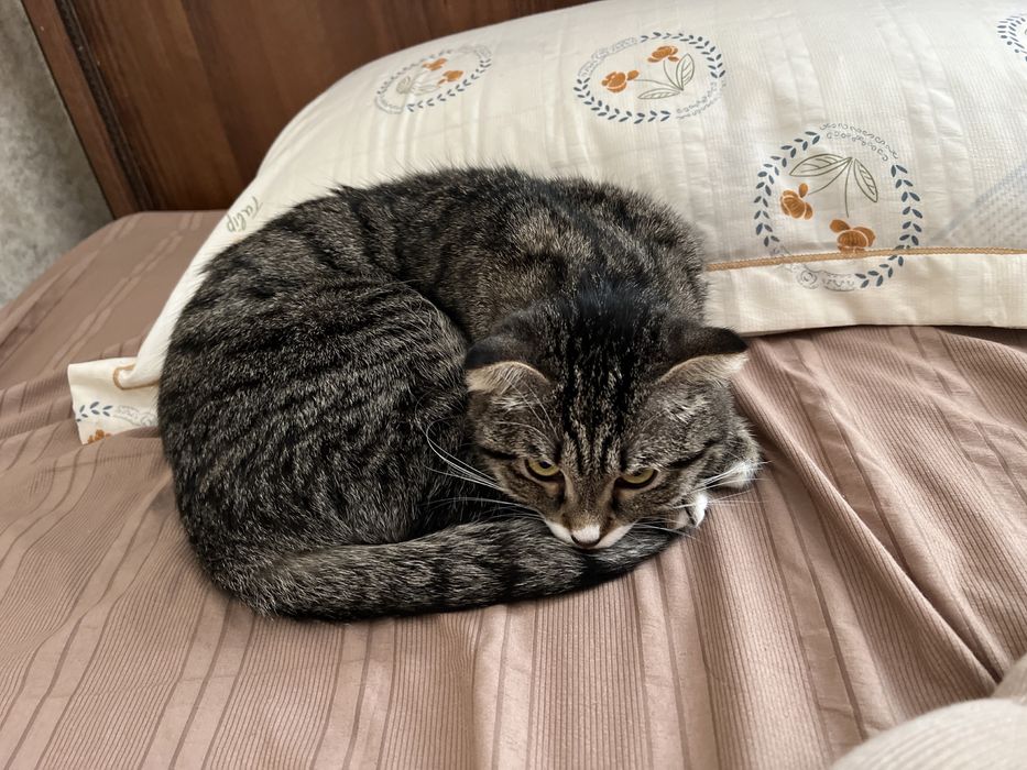 Отдам кошку в хорошие руки.