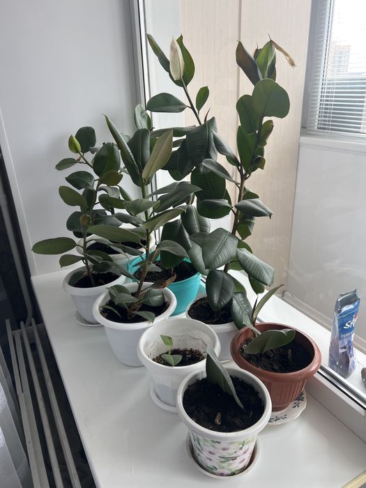 Продам цветы  фикус фикус