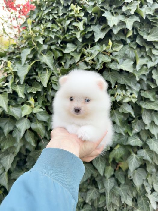 Померан мини момиче. Померанче