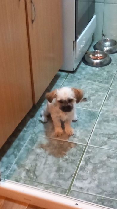 Donez câine de casa