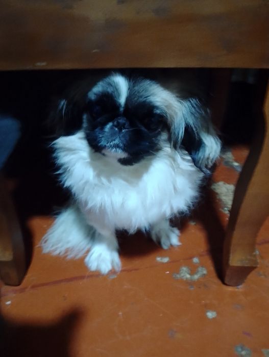 Продам пекинеса за 100 долларов