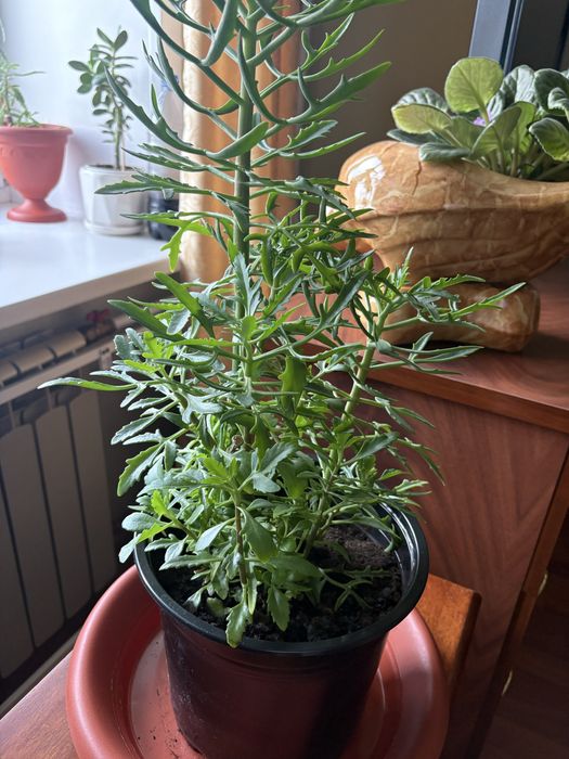 Каланхоэ «Оленьи рожки»