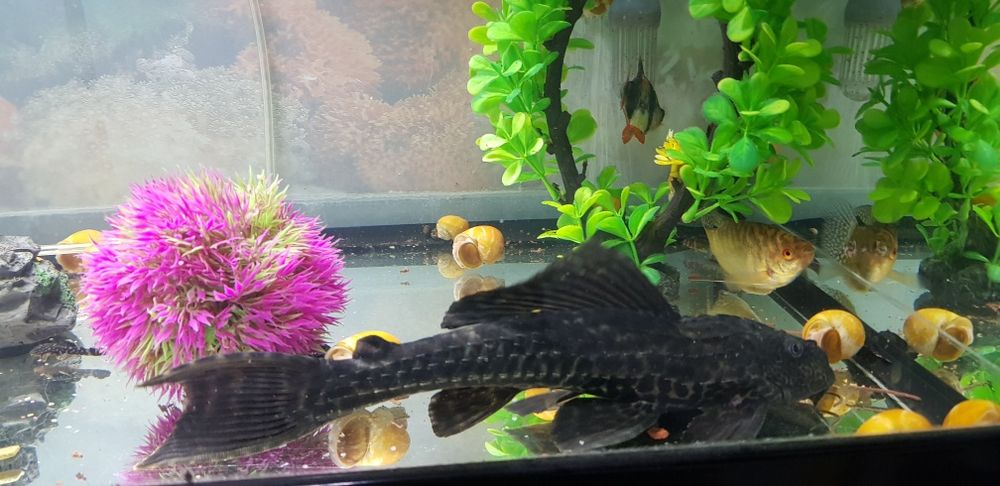 Ancistrus  Pleco Common 25 cm