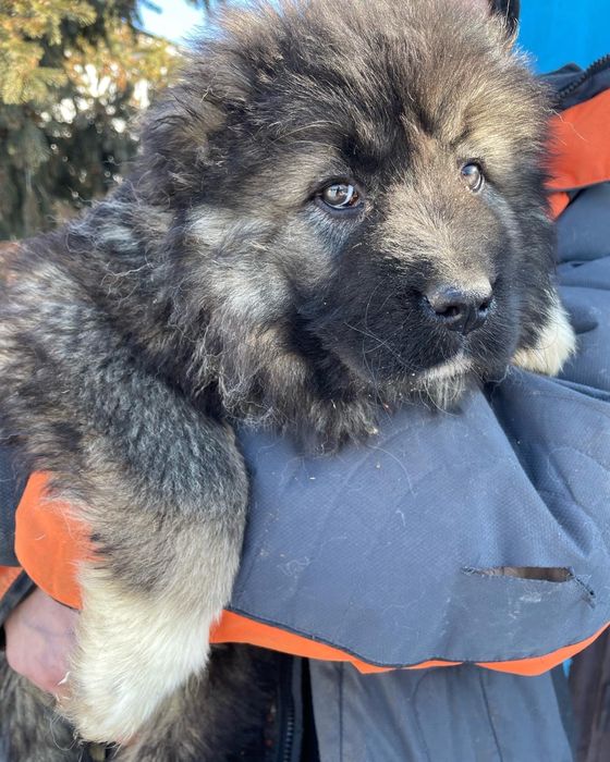 Щенки кавказской овчарки