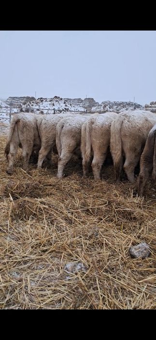 Продаются бычки 2-х годовалые и выше.