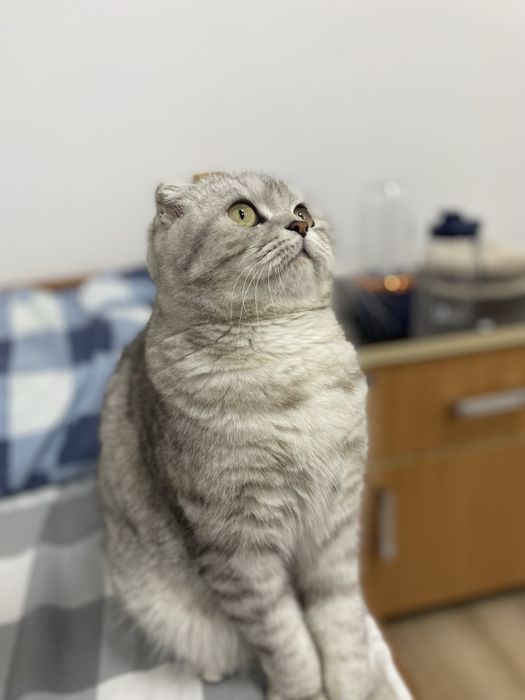 Кошка ищет кота для вязки !