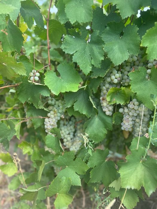 Продавам грозде- сорт Ркацители