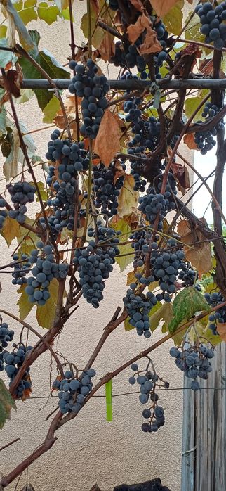 Vand struguri si prune