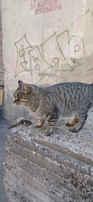 Потерялся чей-то котик