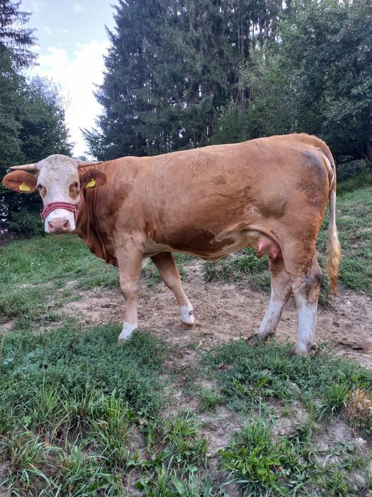 Juninca Baltata Romaneasca