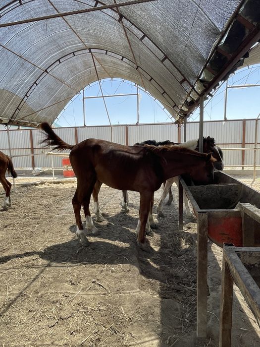 Жылқы тай сатылады.