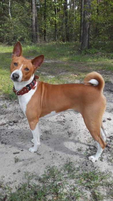 басенжди мъжки и женски кученца