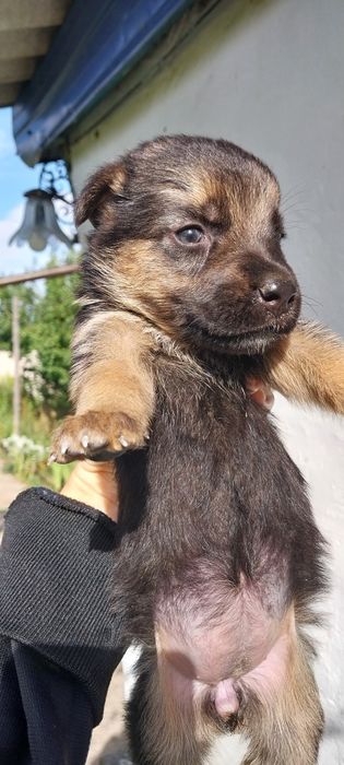 отдаю щенков в добрые руки