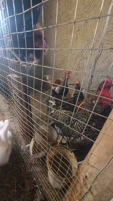 Xòroz xonaki sotiladi