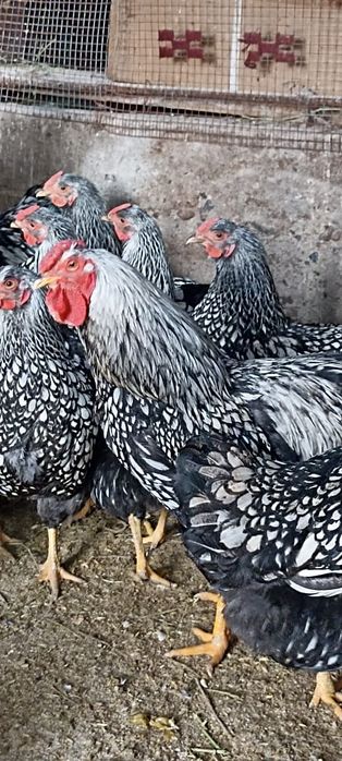 Инкубационые яица породы виандот