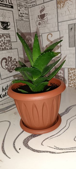 Комнатные цветы,комнатные