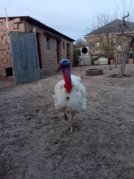 Продается Индюк порода хайбрит