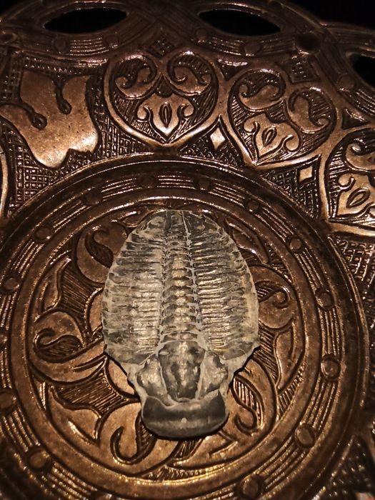 Продам окаменелости Трилобит Elrsthia kingi Юта США