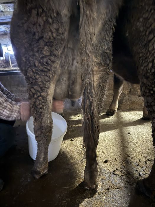 Сауын АЛАТАУ сиыр сатылады