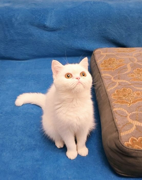 Экзотическая короткошерстная девочка