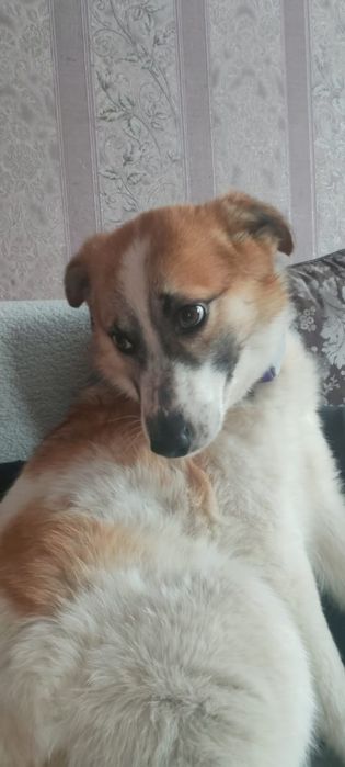 Красивый умный пёсик ищет дом