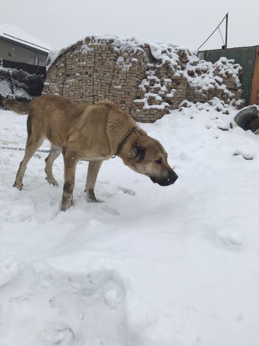 продам алабая