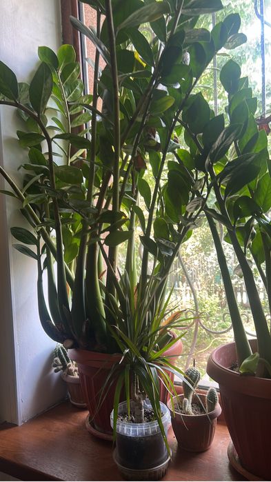 Продам Замиокулькас с горшком