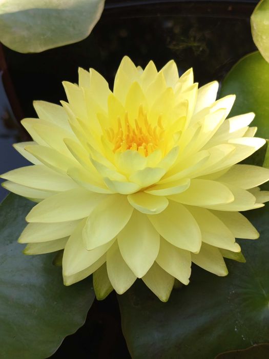 Сортови Водни лилии и тор за тях