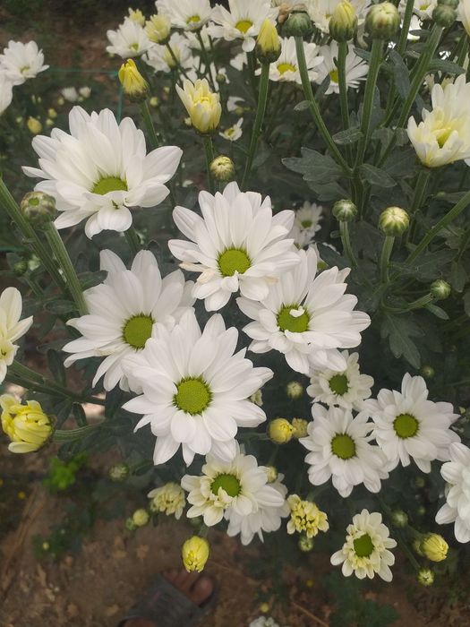 Хризантема ветка Бакарди/xrizantema vetka bakardi