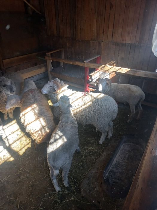 Два кошкара меринос порода хорошая