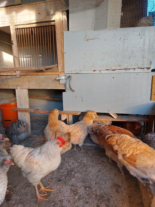 Vând cocoși Ameraucana