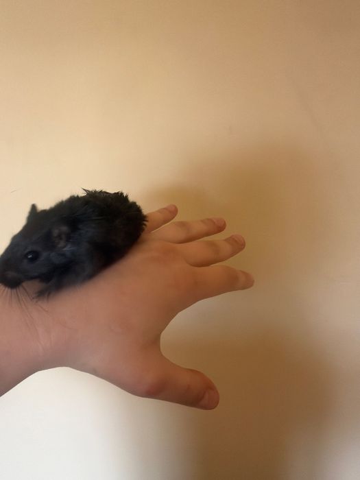 Vând veveriță Degu
