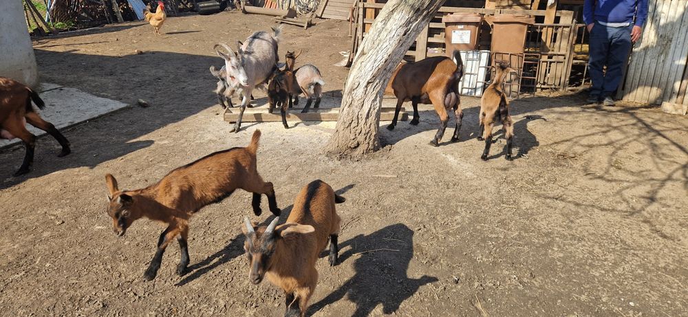 Vand iedute alpin francez