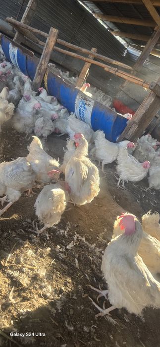 Куры несушки Легерн и Кораллы